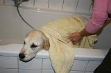 SECHAGE - GOLDEN RETRIEVER 020